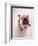 English bulldog-null-Framed Photographic Print