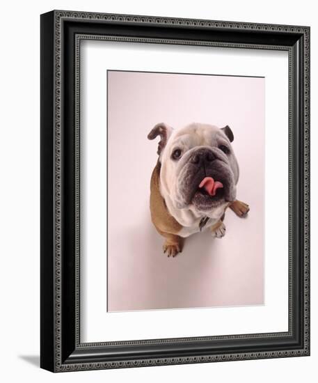 English bulldog-null-Framed Photographic Print