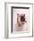 English bulldog-null-Framed Photographic Print