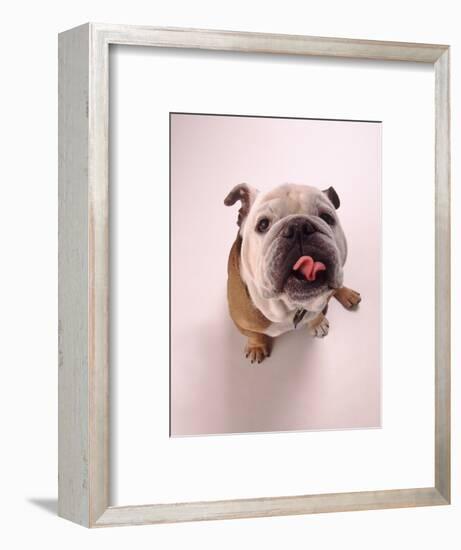 English bulldog-null-Framed Photographic Print