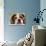 English Bulldog-null-Photographic Print displayed on a wall