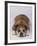 English Bulldog-DLILLC-Framed Photographic Print