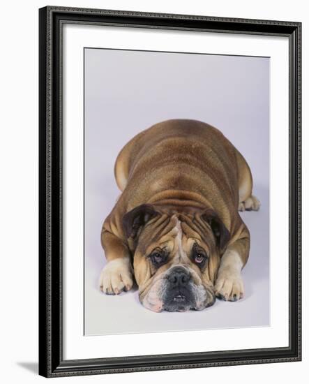 English Bulldog-DLILLC-Framed Photographic Print