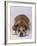 English Bulldog-DLILLC-Framed Photographic Print