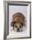 English Bulldog-DLILLC-Framed Photographic Print