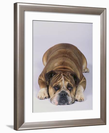 English Bulldog-DLILLC-Framed Photographic Print