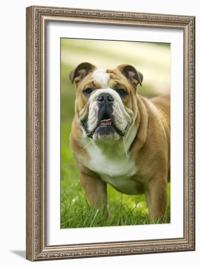 English Bulldog-null-Framed Photographic Print