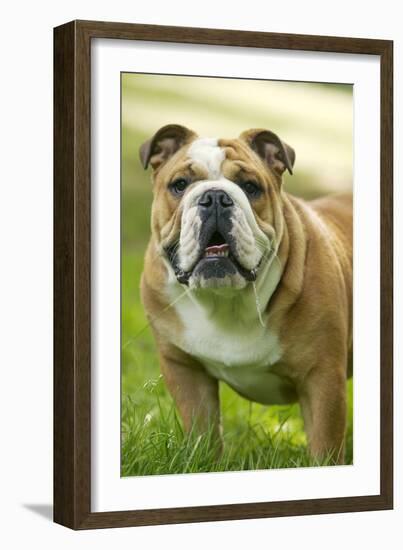 English Bulldog-null-Framed Photographic Print