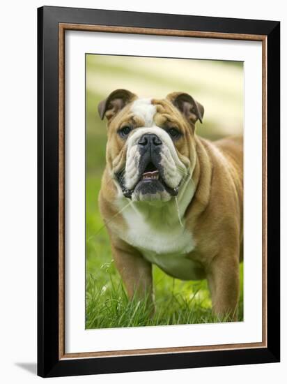 English Bulldog-null-Framed Photographic Print