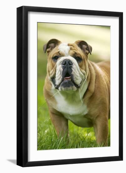 English Bulldog-null-Framed Photographic Print