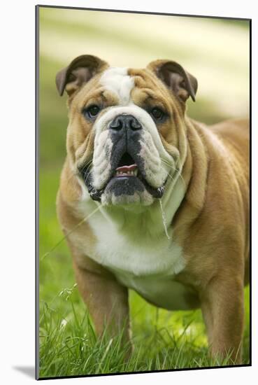 English Bulldog-null-Mounted Photographic Print