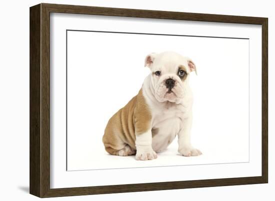 English Bulldog-null-Framed Photographic Print