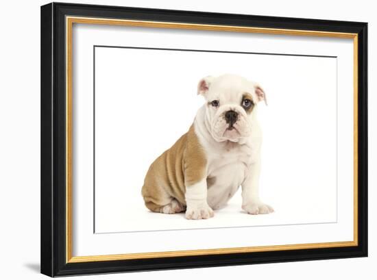 English Bulldog-null-Framed Photographic Print