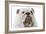 English Bulldog-null-Framed Photographic Print