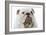 English Bulldog-null-Framed Photographic Print