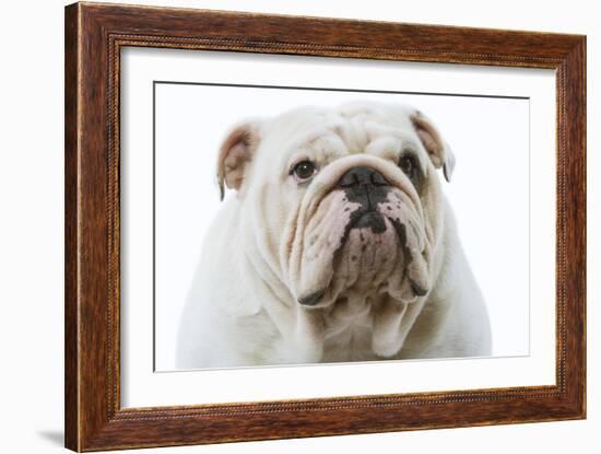 English Bulldog-null-Framed Photographic Print