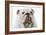 English Bulldog-null-Framed Photographic Print