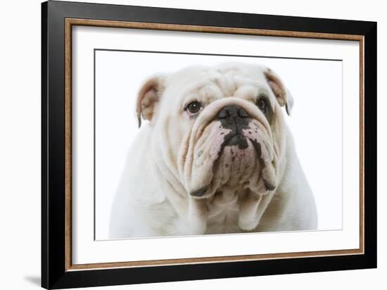 English Bulldog-null-Framed Photographic Print