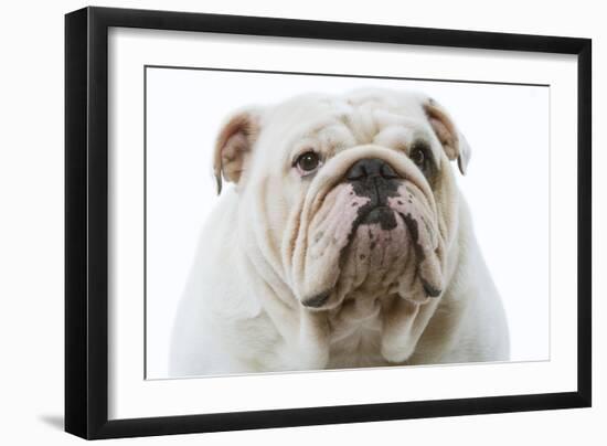 English Bulldog-null-Framed Photographic Print