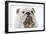 English Bulldog-null-Framed Photographic Print