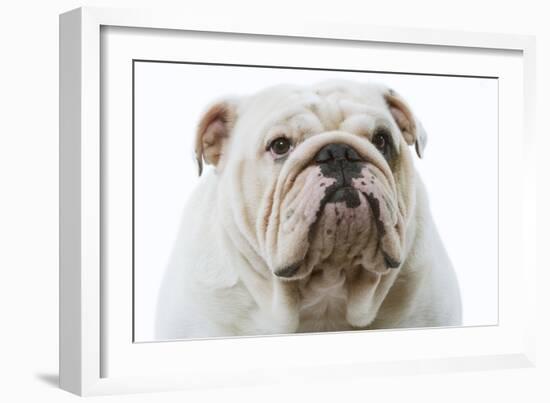 English Bulldog-null-Framed Photographic Print