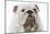 English Bulldog-null-Mounted Photographic Print