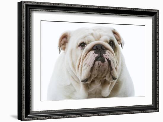 English Bulldog-null-Framed Photographic Print