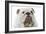 English Bulldog-null-Framed Photographic Print