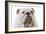 English Bulldog-null-Framed Photographic Print