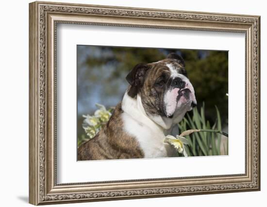 English Bulldog-Lynn M^ Stone-Framed Photographic Print