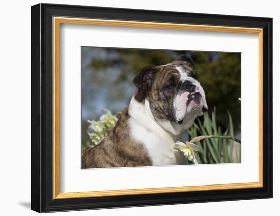 English Bulldog-Lynn M^ Stone-Framed Photographic Print