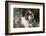 English Bulldog-Lynn M^ Stone-Framed Photographic Print