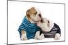 English Bulldogs in Studio Wearing Stripey Tops-null-Mounted Photographic Print