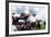 English Civil War, Musket Fire in Battle, Historical Re-Enactment-null-Framed Giclee Print