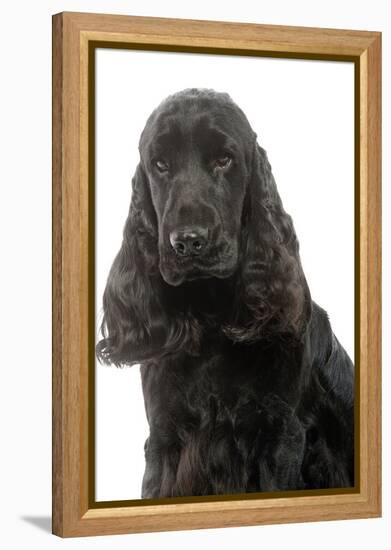 English Cocker Spaniel 20 Months Old-null-Framed Premier Image Canvas