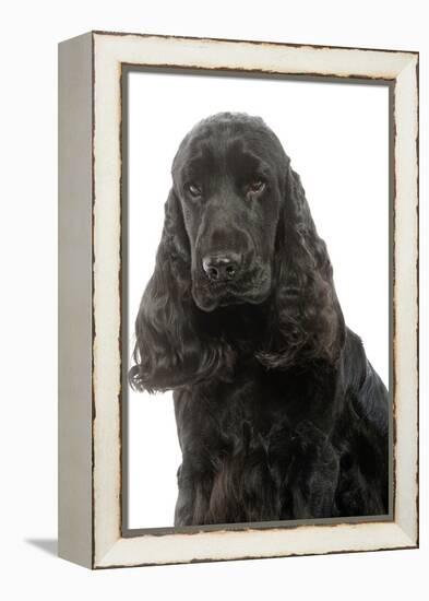 English Cocker Spaniel 20 Months Old-null-Framed Premier Image Canvas