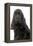 English Cocker Spaniel 20 Months Old-null-Framed Premier Image Canvas