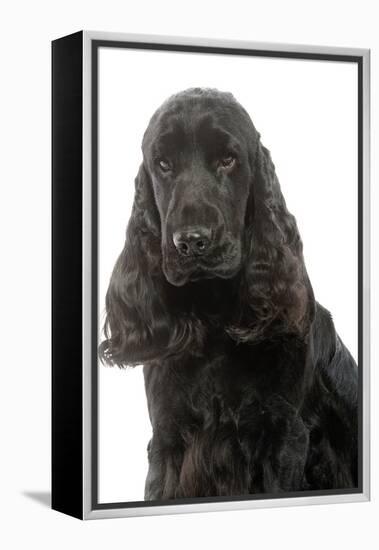 English Cocker Spaniel 20 Months Old-null-Framed Premier Image Canvas