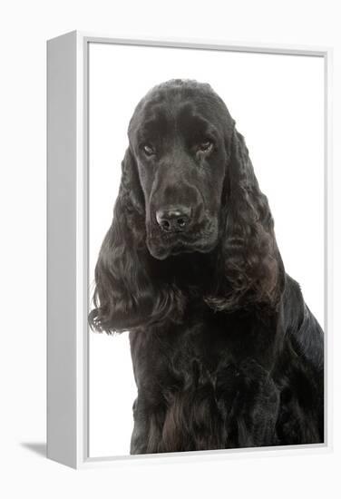 English Cocker Spaniel 20 Months Old-null-Framed Premier Image Canvas