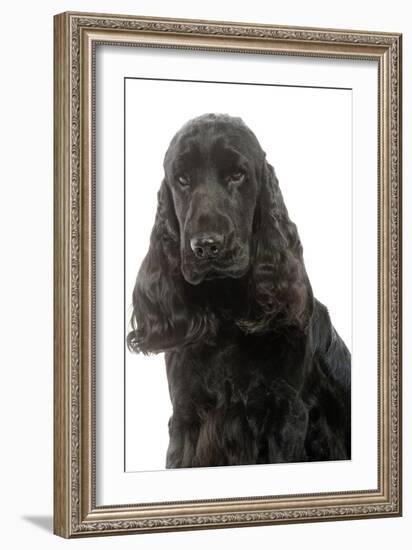 English Cocker Spaniel 20 Months Old-null-Framed Photographic Print
