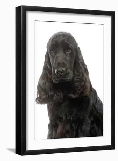 English Cocker Spaniel 20 Months Old-null-Framed Photographic Print