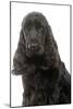 English Cocker Spaniel 20 Months Old-null-Mounted Photographic Print