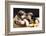 English Cocker Spaniel, Kiss-Lilun-Framed Photographic Print