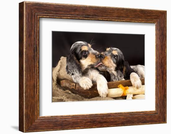 English Cocker Spaniel, Kiss-Lilun-Framed Photographic Print