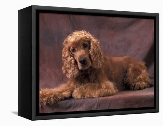 English Cocker Spaniel Lying Down with Head Tilted to One Side-Adriano Bacchella-Framed Premier Image Canvas