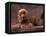 English Cocker Spaniel Lying Down with Head Tilted to One Side-Adriano Bacchella-Framed Premier Image Canvas