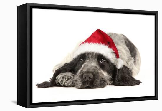 English Cocker Spaniel Puppy in Christmas Hat-null-Framed Premier Image Canvas