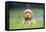 English Cocker Spaniel Puppy in Garden-null-Framed Premier Image Canvas