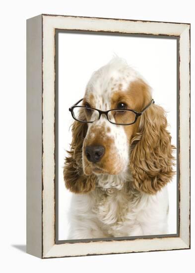 English Cocker Spaniel Wearing Glasses-null-Framed Premier Image Canvas