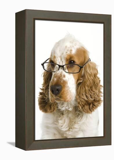 English Cocker Spaniel Wearing Glasses-null-Framed Premier Image Canvas